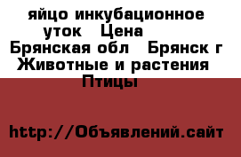 яйцо инкубационное уток › Цена ­ 25 - Брянская обл., Брянск г. Животные и растения » Птицы   